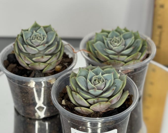 Echeveria (Set of 3) - Exact Plant (D0345)