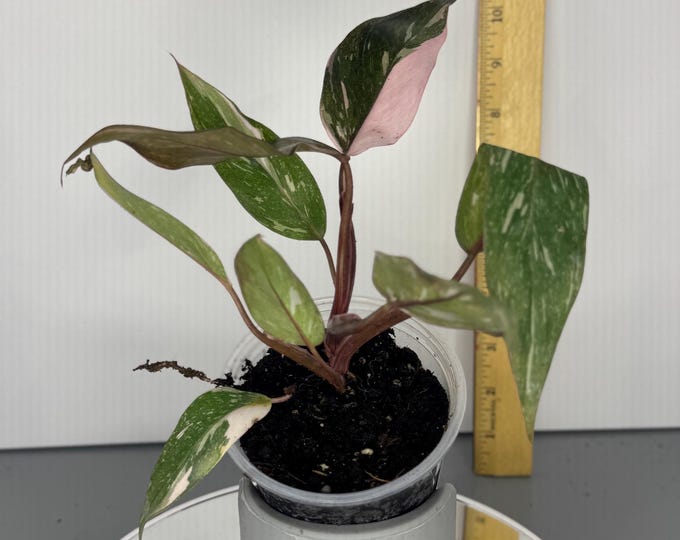 Philodendron Pink Princess Marble Galaxy - Exact Plant (D0084, D0308)