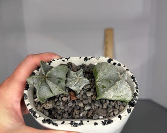 Trio of Astrophytum myriostigma - Exact Plant/s with Alchemist Collective Pot