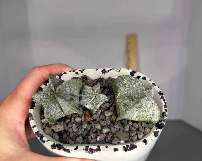 Trio of Astrophytum myriostigma - Exact Plant/s with Alchemist Collective Pot