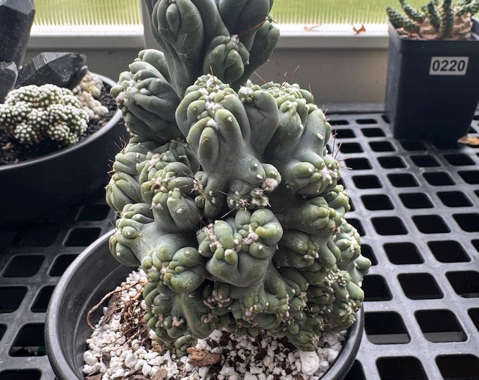 Cereus forbesii monstrose "ming thing" - Exact Plant in 6 inch pot