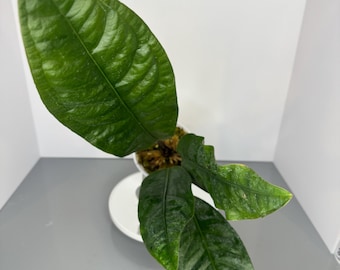 Anthurium Superbum (D0042)