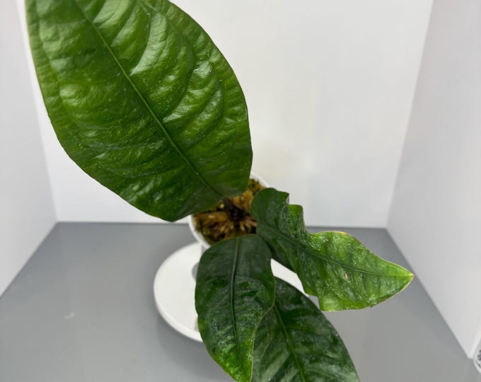 Anthurium Superbum (D0042)