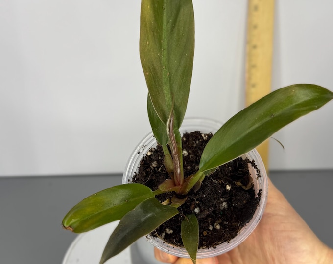 Philodendron Autumn - Exact Plant (D0256)