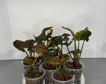 Syngonium 'Strawberry Ice' – Exact Plant/s