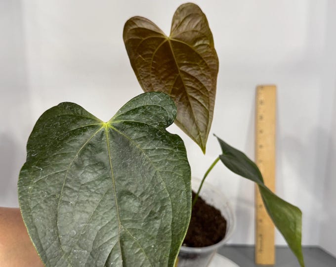 Anthurium Queen of Hearts - Exact Plant (0331)