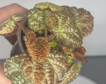 Begonia montaniformis - Exact Plant