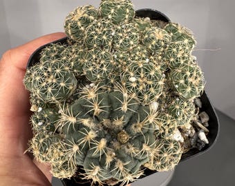Gymnocalycium cluster- Exact Plant (0385)