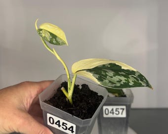 Scindapsus Mayari - Exact Plant/s