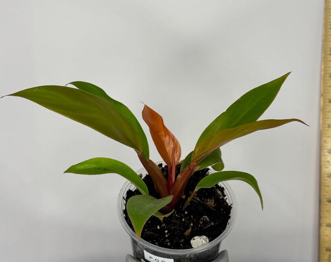 Philodendron Prince of Orange - Exact Plant (D0136, D0306)