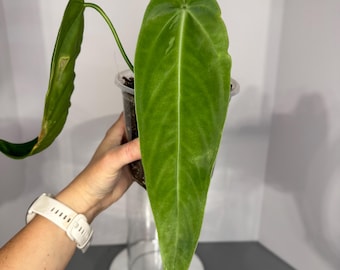 Anthurium esmeraldae - Exact Plant (D0296)