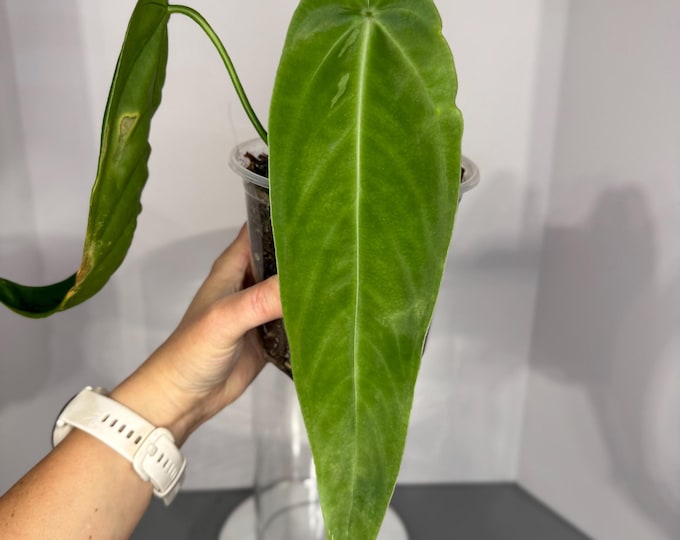 Anthurium esmeraldae - Exact Plant (D0296)