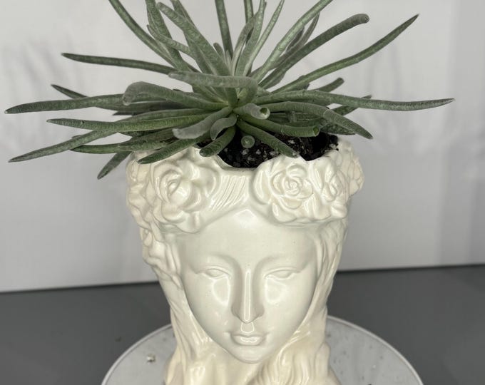 Senecio ‘Silver Coral’ - Exact Plant with pot