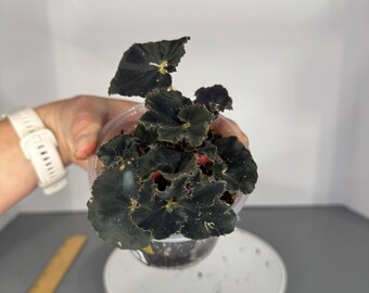 Begonia Black Mambo - Exact Plant (D0311)