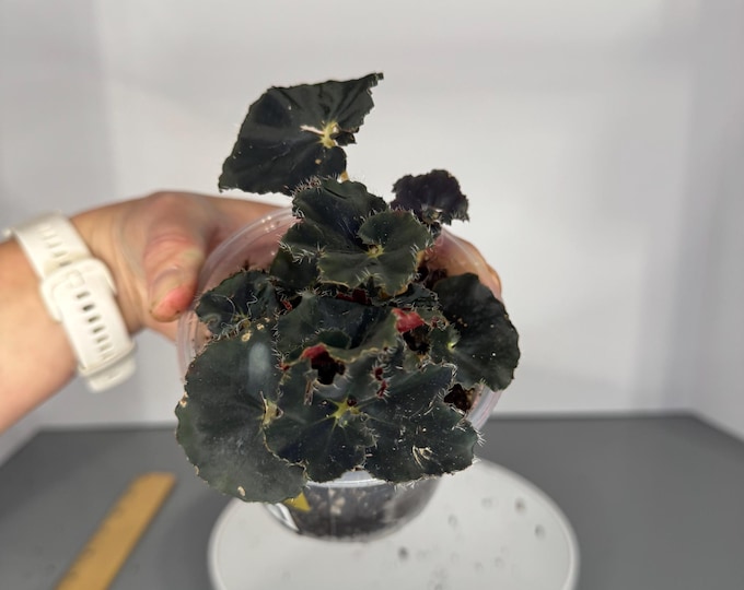 Begonia Black Mambo - Exact Plant (D0311)