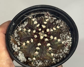Gymnocalycium mihanovichii - Exact Plant (0352)