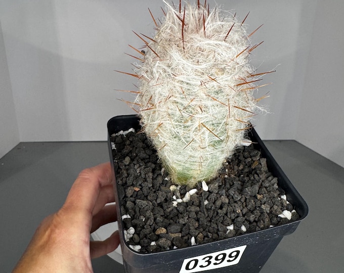 Old Man of the Andes Cactus, Oreocereus Celsianus, Fully Rooted, Columnar Type Cactus - Exact Plant (0399)