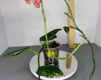 Monstera Standleyana Variegata - Exact Plant (D0200)
