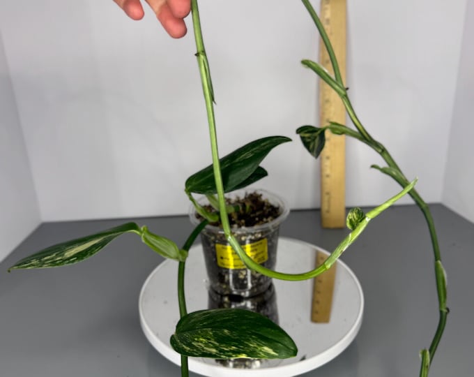 Monstera Standleyana Variegata - Exact Plant (D0200)