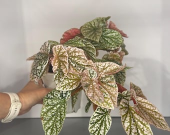 Ultra Rare Pink Variegated Snow-Capped Begonia - Exact Mother Plant