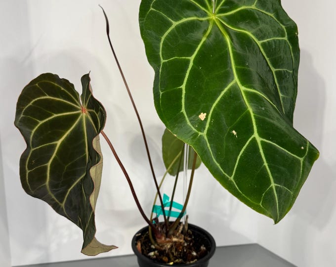 Anthurium Crystallinium x Magnificum - Exact *Mother* Plant
