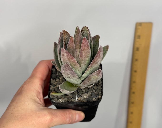 Crassula 'Garnet Lotus' - Exact Plant in 4.5 inch pot (D0286) Mature size