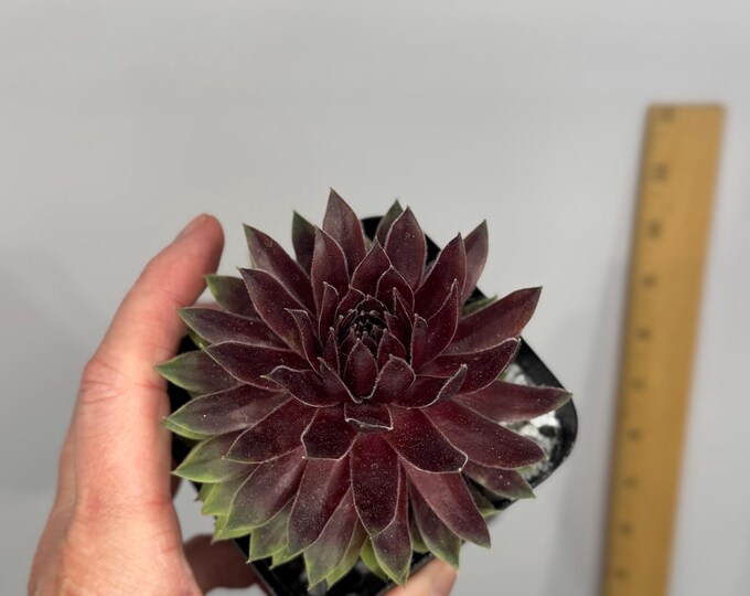 Sempervivum maya II - Exact Plant in 4.5 inch pot (D0284)