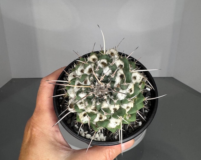 Mammillaria boelderliana long spine - Exact Plant (0392)