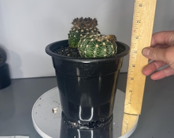 Parodia werneri - Exact Plants (2 in pot)