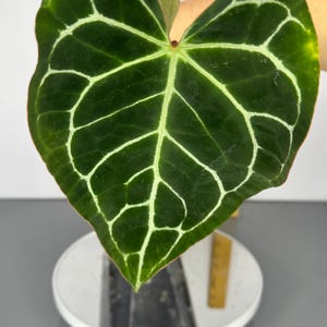 アンスリウム ミシェル ドックブロック doc-blocks-anthurium-michelle-