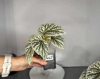 Ultra Rare Pink Variegated Snow-Capped Begonia - Exact Plant 0462