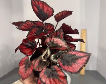 Begonia Rex - Shadow King - Exact Plant (D0371)