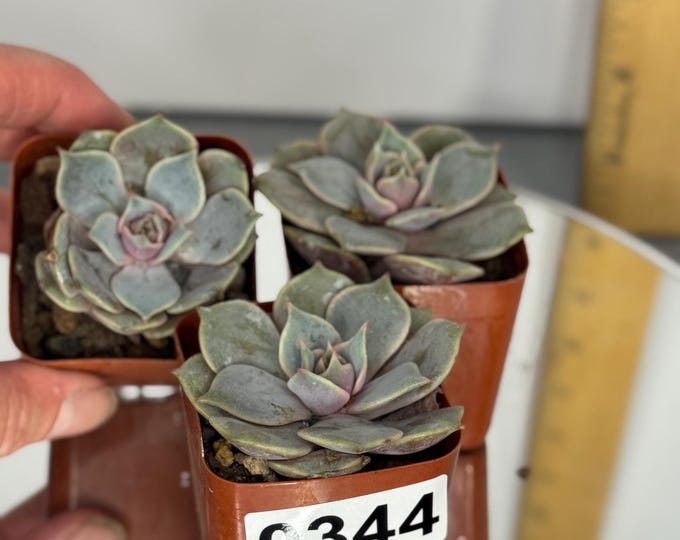 Echeveria (Set of 3) - Exact Plant (D0344)