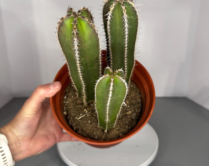 Mexican Fence Post – Exact Plant (D0389)