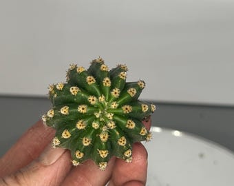 Echinopsis – Rooted Pups - 0.73-1.5"