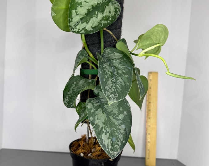 Scindapsus Exotica - Exact Plant (P0216)