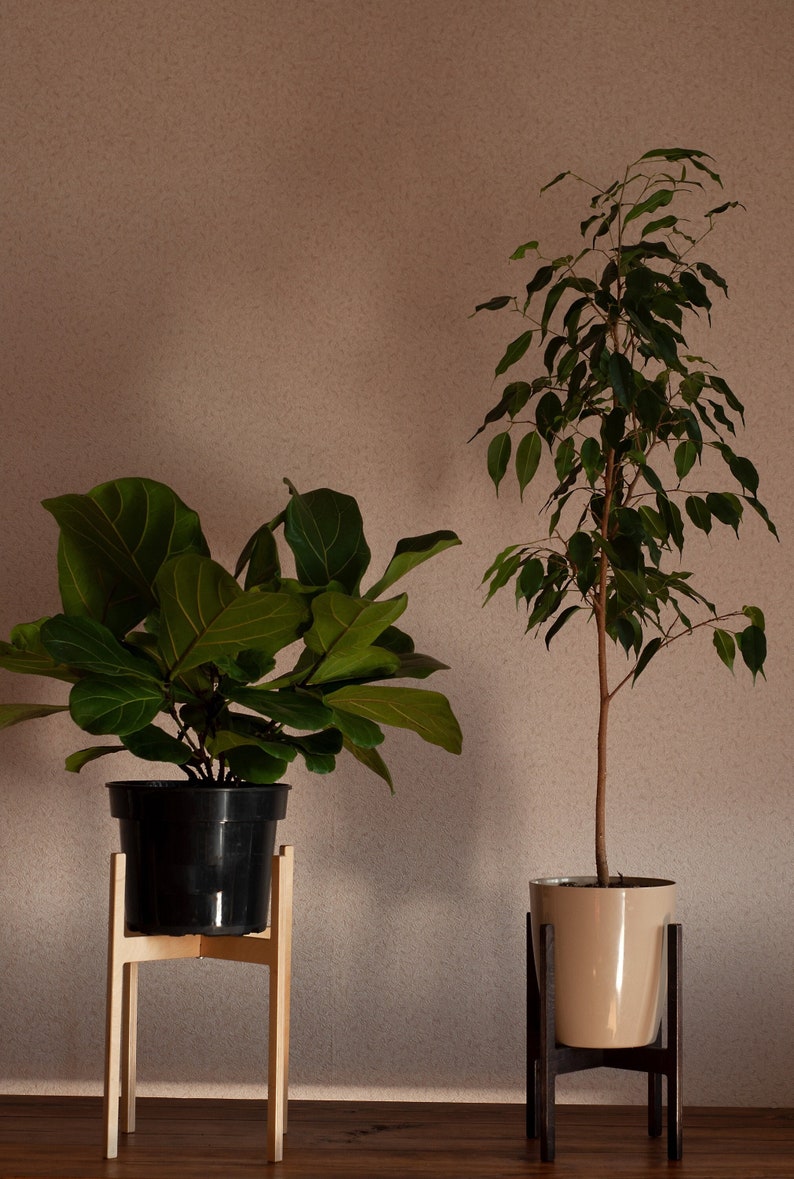 K&ouml;nnte beinhalten: Eine Geigenfeige in einem schwarzen Kunststofftopf auf einem hellen Holzst&auml;nder, neben einer hohen Ficus-Pflanze in einem beigen Topf auf einem dunklen Holzst&auml;nder. Beide Pflanzen haben dunkelgr&uuml;ne Bl&auml;tter und stehen auf einer ebenen Fl&auml;che.