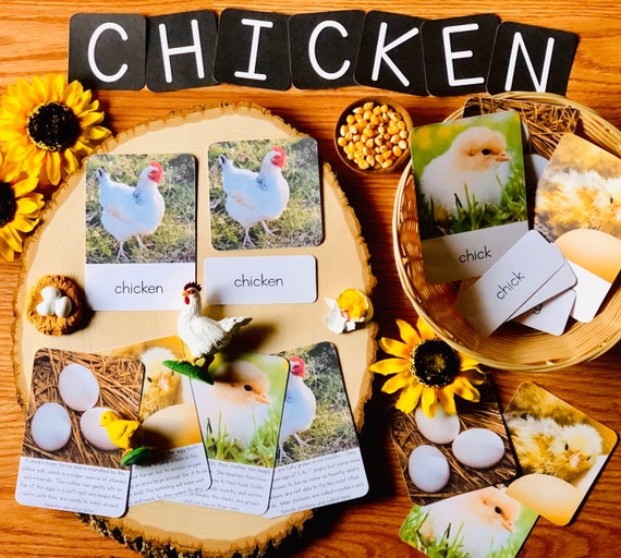 Chicken Life Cycle Cards Instant PDF Download Montessori