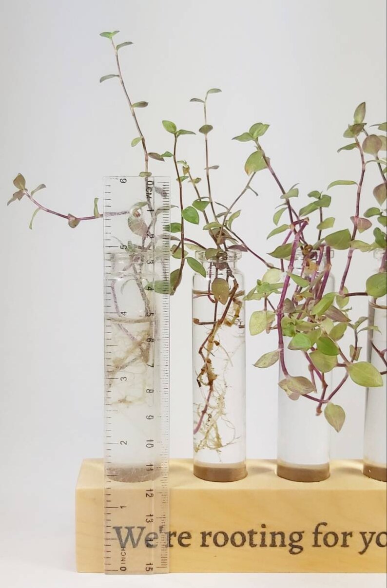 Wooden Propagation Station With Glass Tubes Rooting for You Etsy