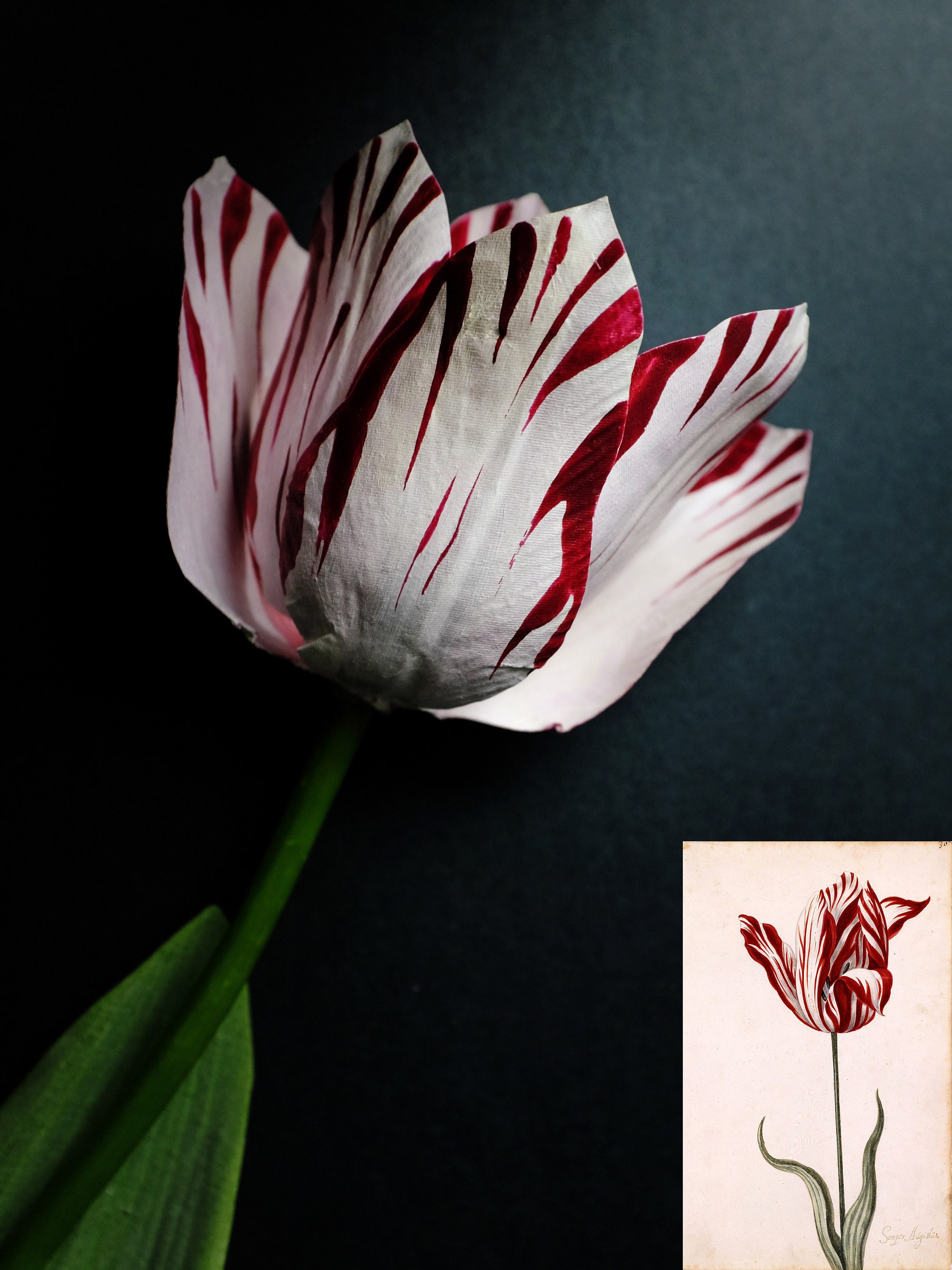 25 Semper Augustus Tulip single stem Etsy