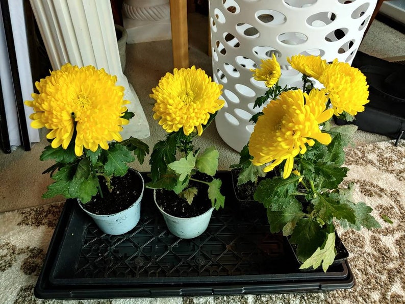 Chrysanthemum Yellow Fall Football Mum 2 Rooted Plant With Big Etsy