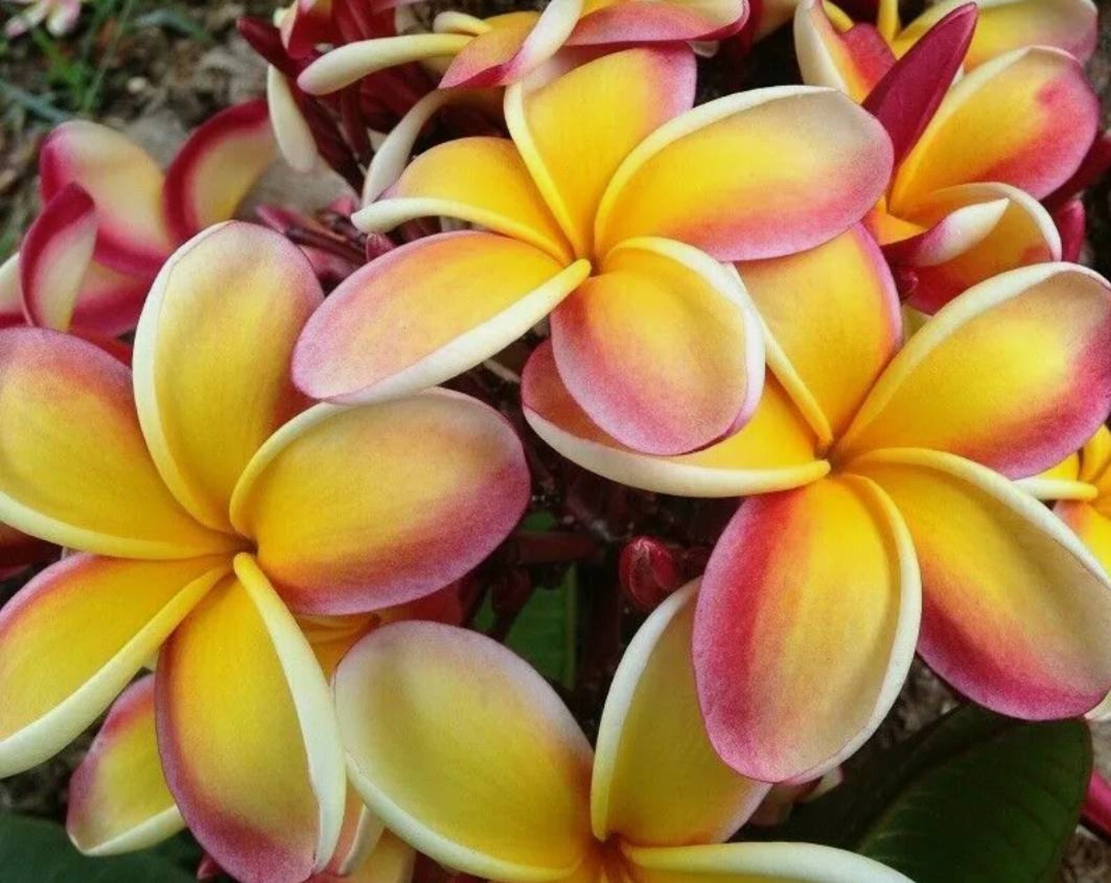 Plumeria Exotic House Plant Lei Rainbow 1 Cutting Etsy