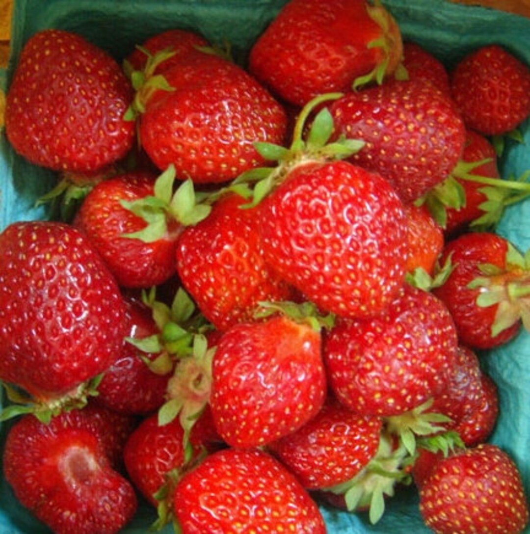 Strawberry hood Plant 4 Rooted June Bearing Perennial Outdoor or