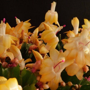 Christmas Cactus Thor Sophia 1 Rooted Plant Schlumbergera Yellow Flower Thanksgiving Cactus image 1