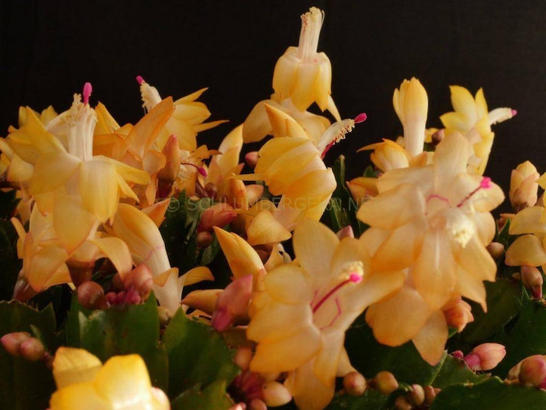 Christmas Cactus Thor Sophia 1 Rooted Plant Schlumbergera Yellow Flower Thanksgiving Cactus image 1