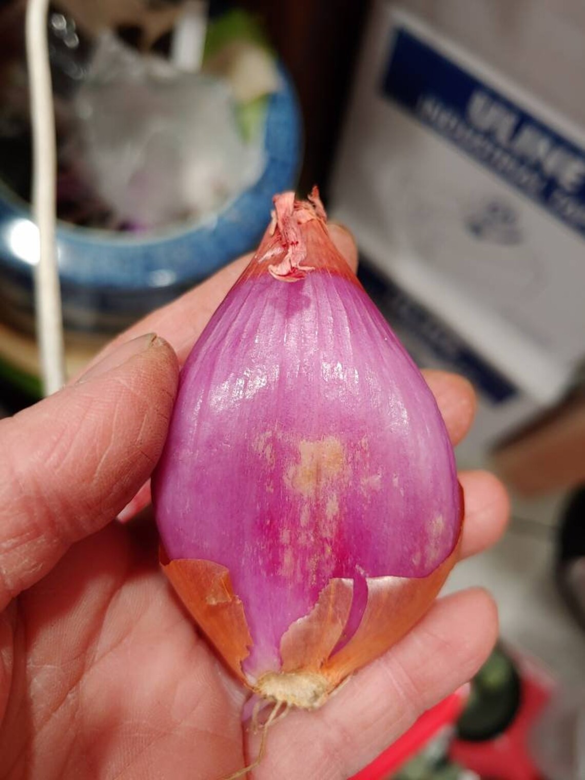 Shallots Big Bulb 5 Pounds for Planting or Eating. Etsy