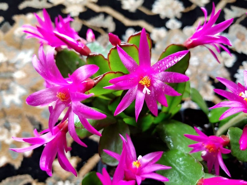 Easter Cactus Fuchsia color 1 Root Plant Spring Cactus Sunrise Cactus Christmas Cactus Schlumbergera Succulent House Plant image 8