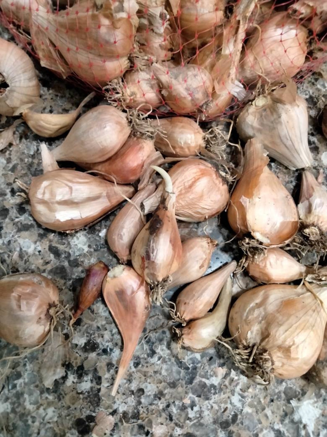 French Grey Shallots 20 Bulbs for Planting or Eating. Great Taste