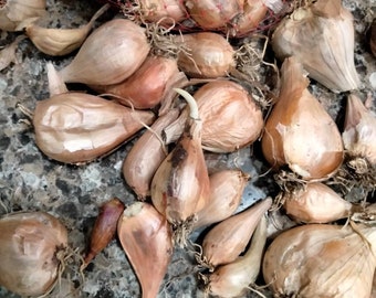 NERO SHALLOT Sets - Non-Gmo Bulbs, Garden Seed Shallots - Traditional Round  Shape, Fresh Multiplier Onions