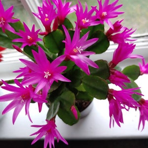 Easter Cactus Fuchsia color 1 Root Plant Spring Cactus Sunrise Cactus Christmas Cactus Schlumbergera Succulent House Plant image 3